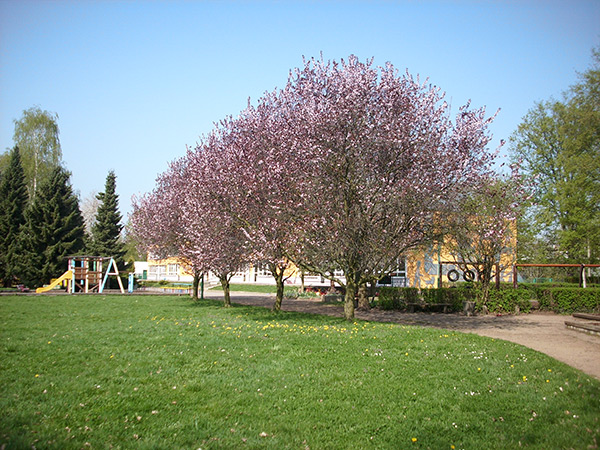 Webseite der AWO Kindergärten Eisenach