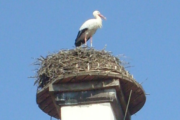 Storchennest Gerstungen